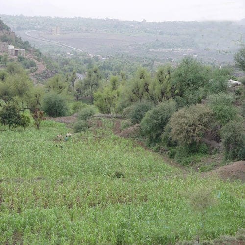 المواسط